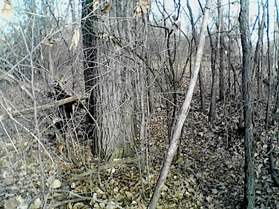 treeing squirrel